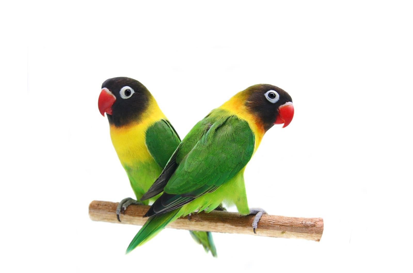 2 koppels personata wildkleur, Dieren en Toebehoren, Vogels | Parkieten en Papegaaien, Meerdere dieren, Papegaai, Geringd