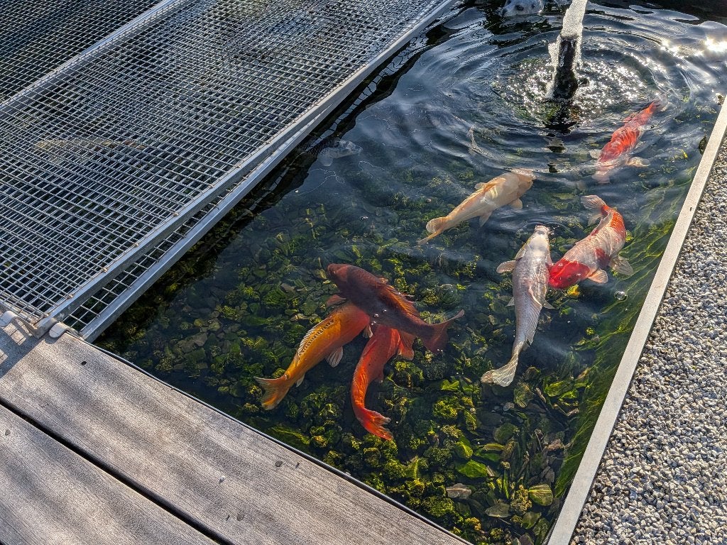 JAPANSE KOI 30 CM - VERSCHIL. KLEUREN - PRIJS PER STUK, Dieren en Toebehoren, Vissen | Vijvervissen, Karper of Koi