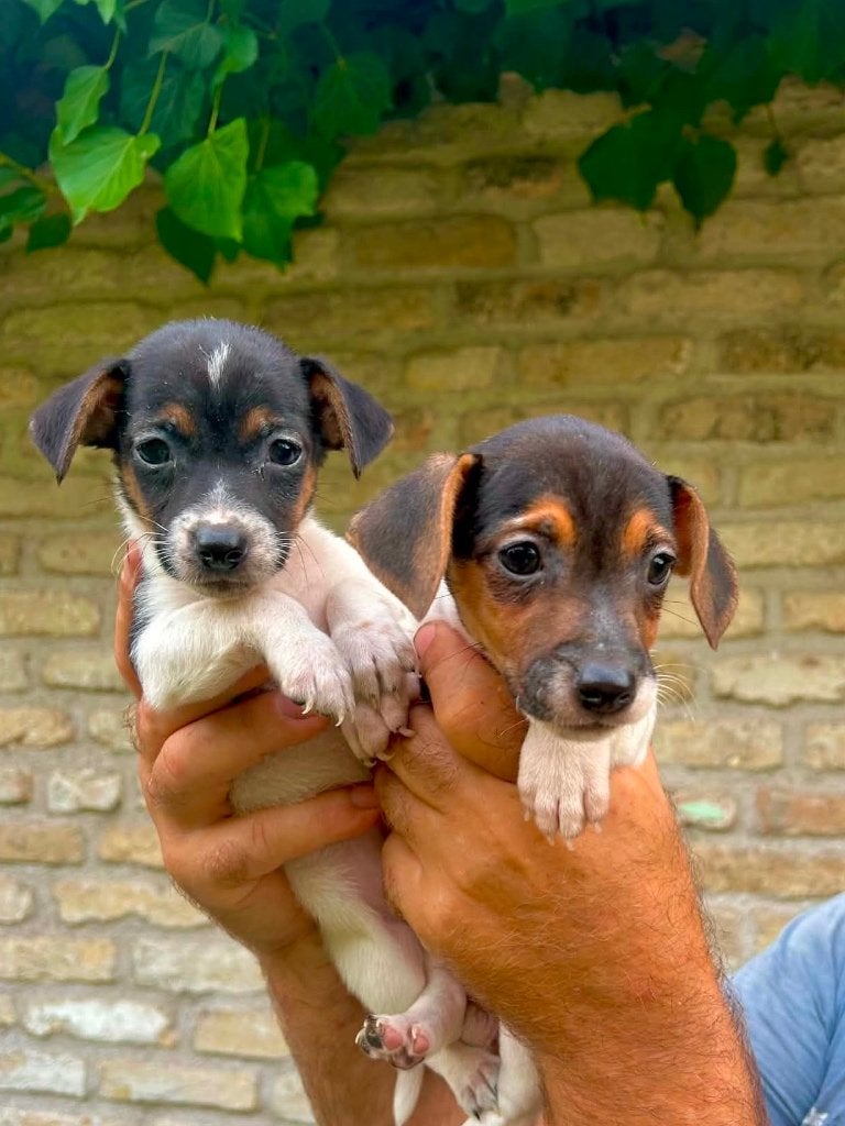 Tricolor Jack.russel Pupjes kortpotige, Dieren en Toebehoren, CDV (hondenziekte), België, Fokker | Hobbymatig, Jack Russell Terriër