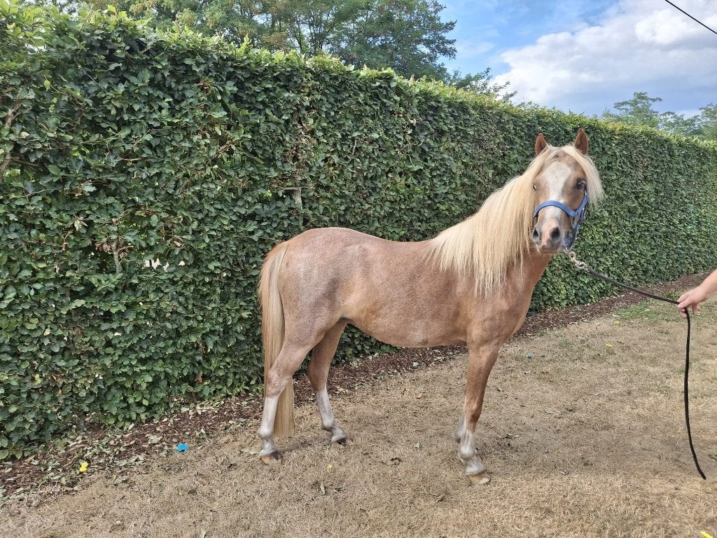 Mooie welsh pony 3 jaar, Dieren en Toebehoren, Merrie, Met stamboom, 3 tot 6 jaar, B pony (1.17m tot 1.27m)