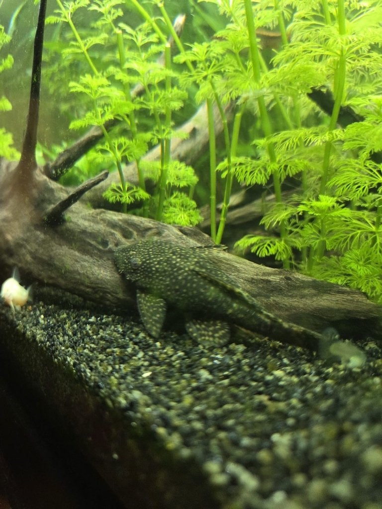 Borstelneus plecos, Poisson, Poisson d'eau douce
