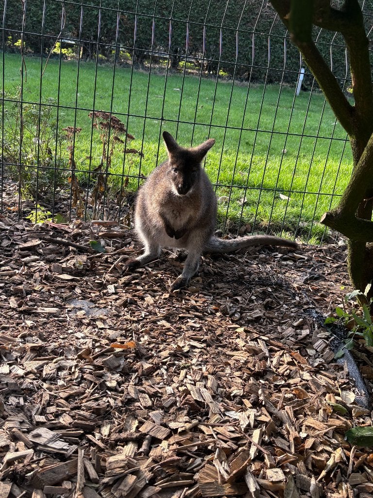 Wallaby, Dieren en Toebehoren, Overige Dieren, Oktober, Mannelijk