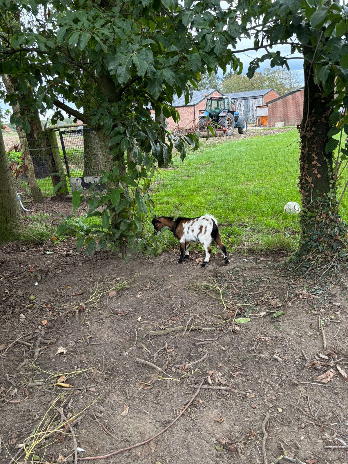 Jong mooi bokje, Dieren en Toebehoren