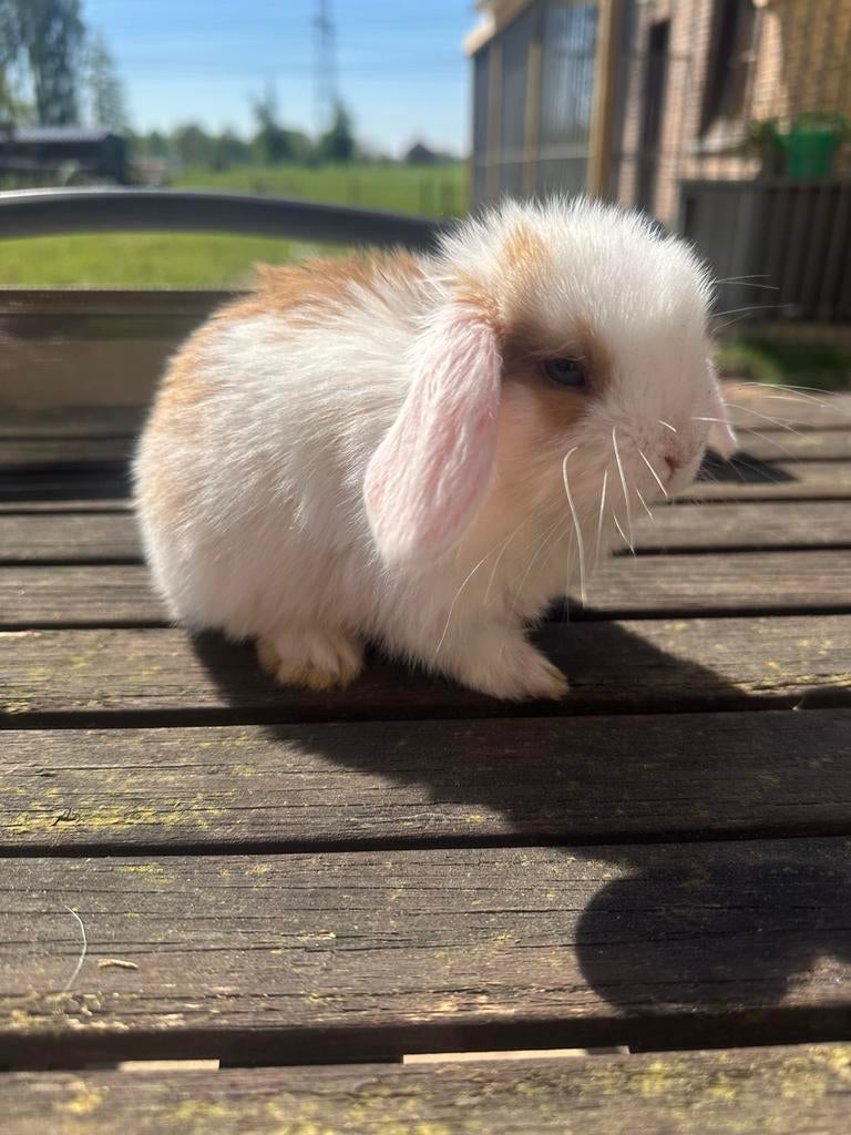 Minilop bont blauwoog, Dieren en Toebehoren, Konijnen, Vrouwelijk, Dwerg, Hangoor, 0 tot 2 jaar