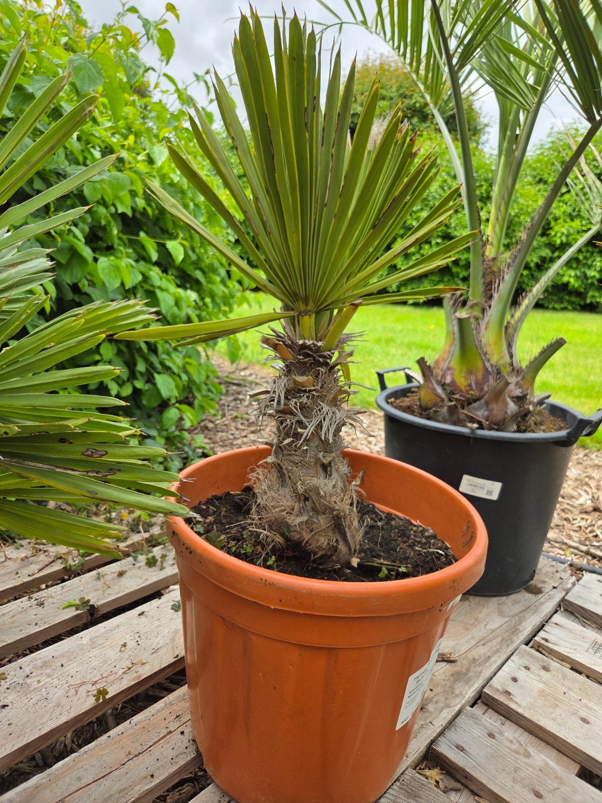 Trithrinax Campestris - Blauwe dadelpalm, Jardin & Terrasse, Plantes | Jardin, Enlèvement