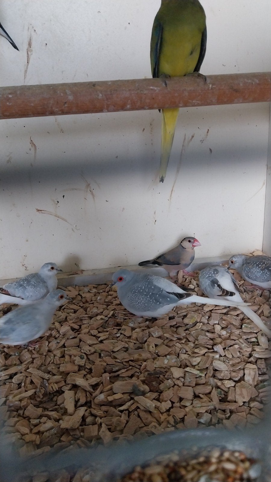 Diamantduifjes, Meerdere dieren