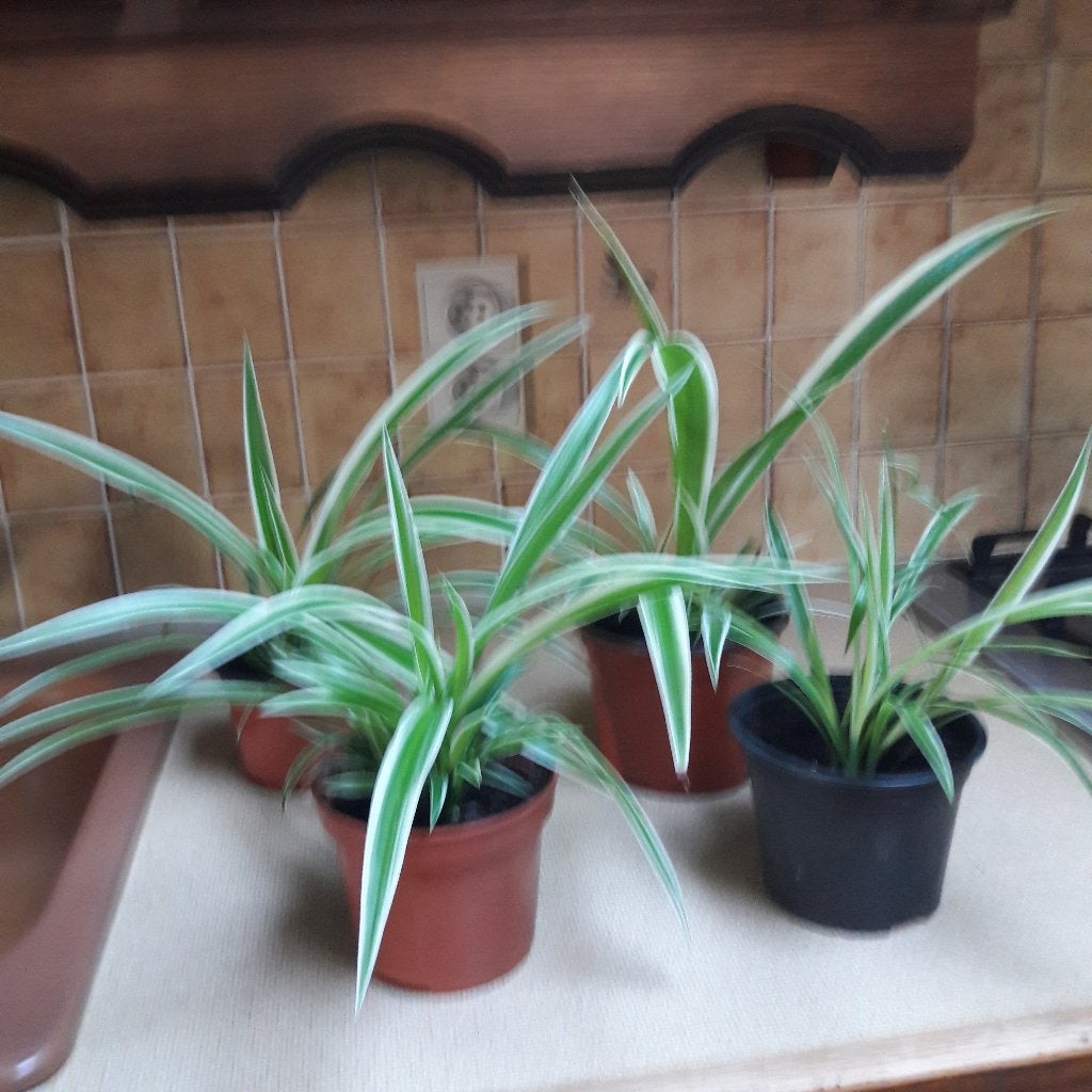 Graslelie en pannenkoekenplanten, Maison & Meubles, Plante à fleurs, Enlèvement, En pot