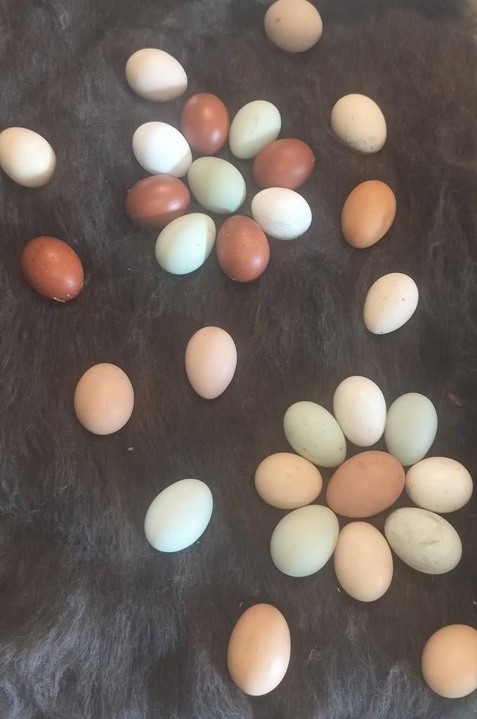 Broedeieren mix kleuren, Dieren en Toebehoren, Pluimvee