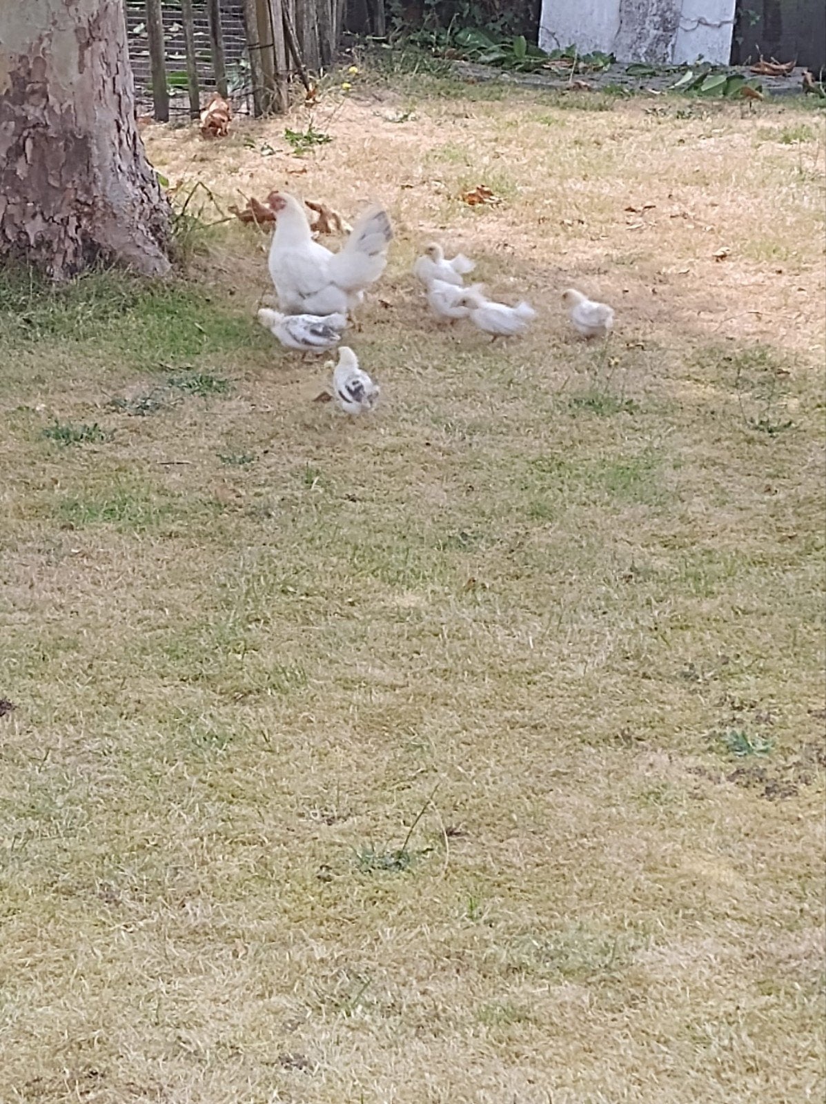 chabo hen met kuikens, Geslacht onbekend, Kip