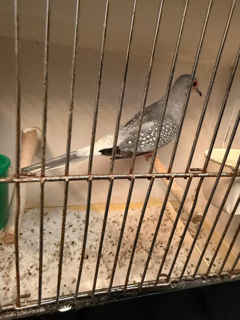 Diamantduif man, Dieren en Toebehoren, Mannelijk, Tropenvogel