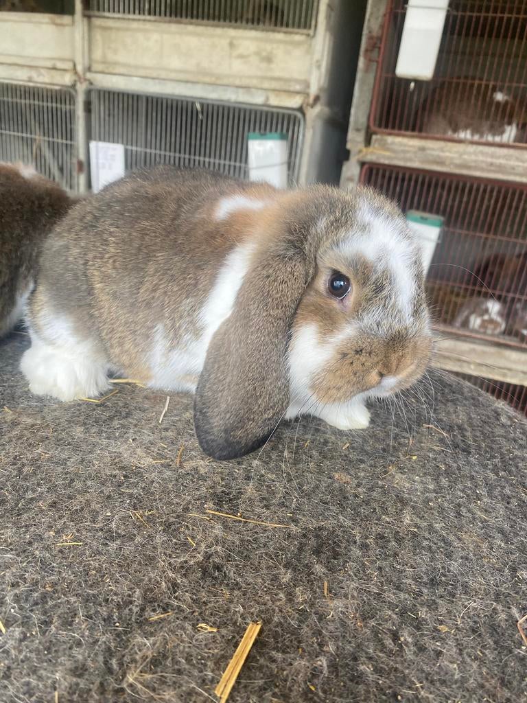Duitse hangoor konijn, Animaux & Accessoires, Lapins, Taille moyenne, Femelle, 0 à 2 ans, Oreilles tombantes