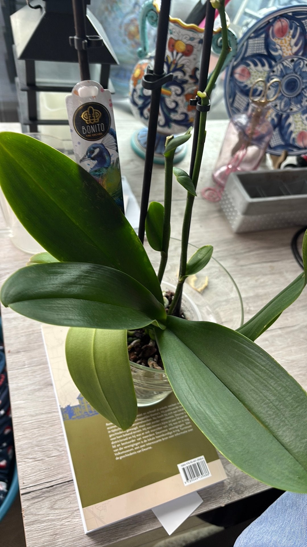 large orchid + glass pot, Ophalen