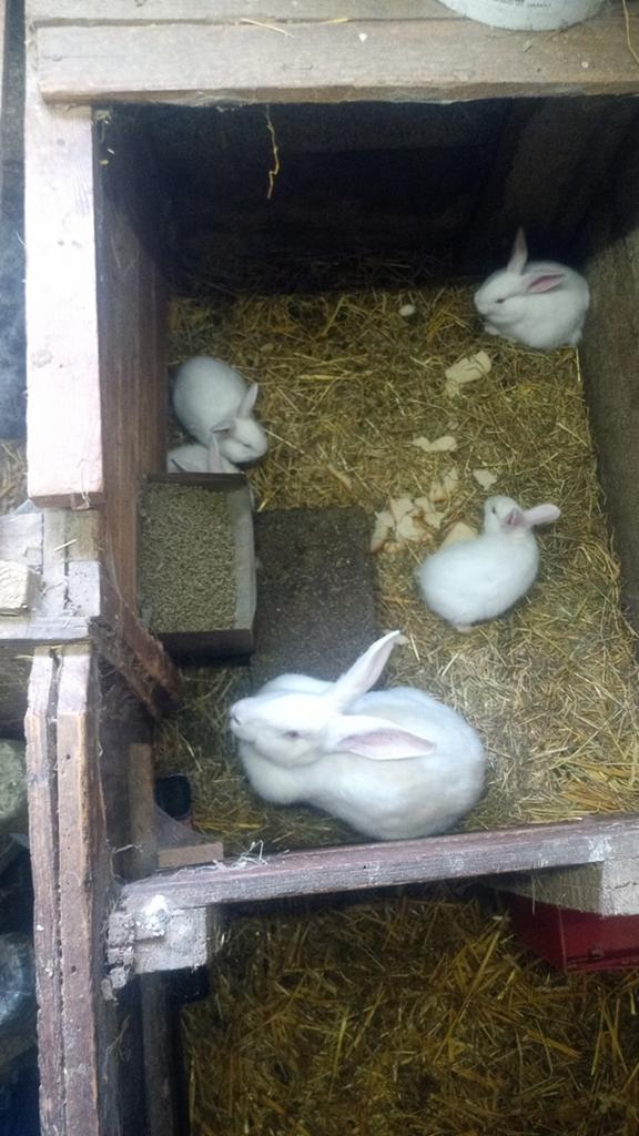 Wit van Dendermonde jongen, Dieren en Toebehoren, Konijnen