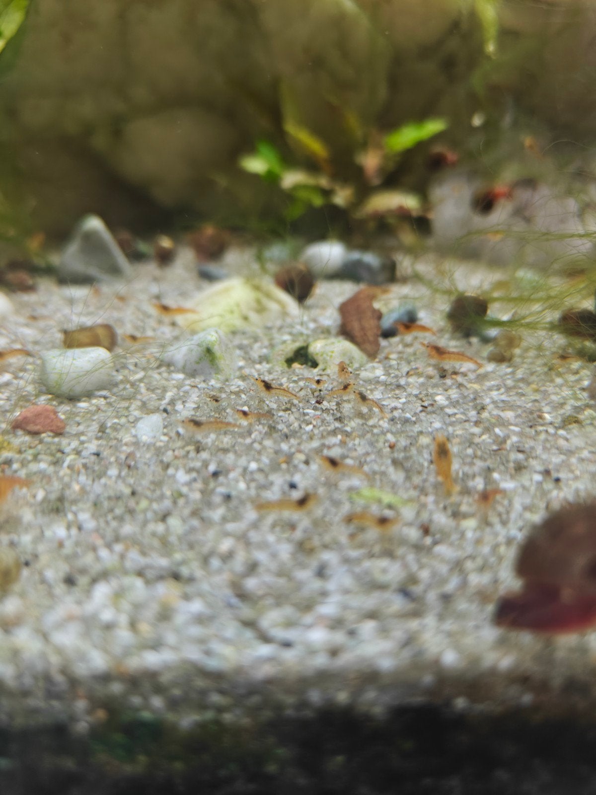 Kleine oranje garnalen, Dieren en Toebehoren