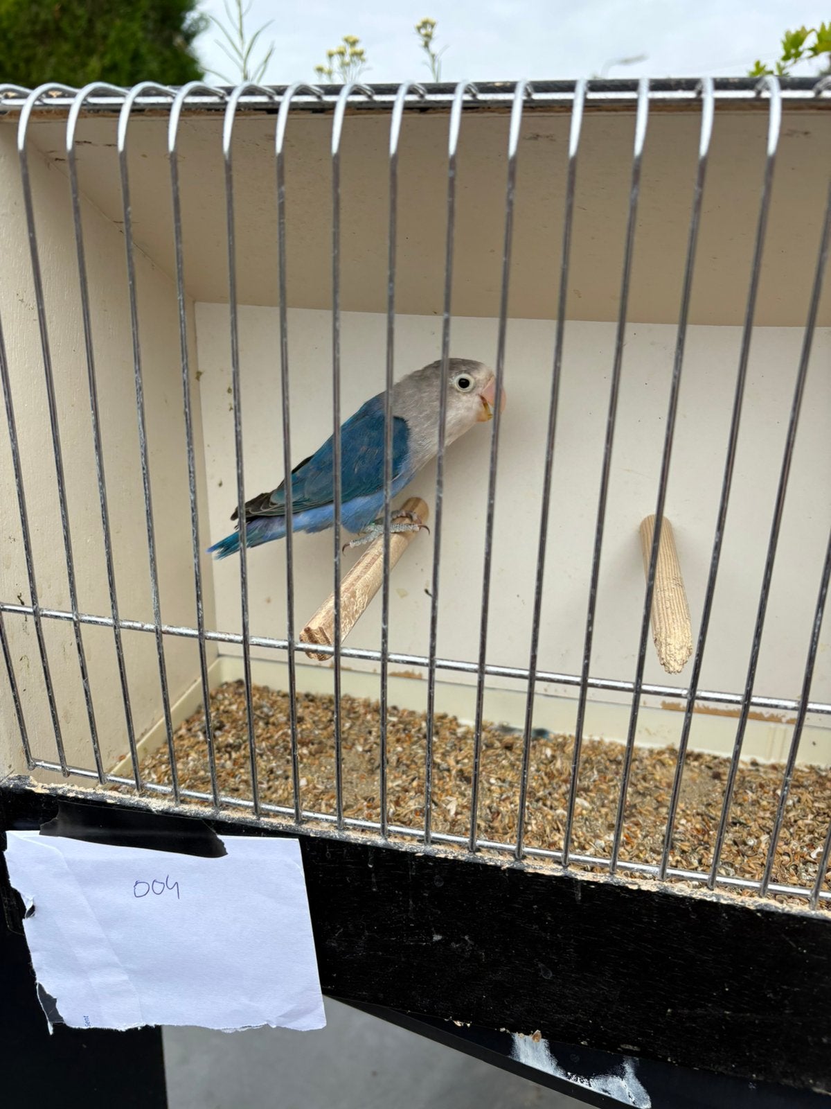Fischerie 2026, Geslacht onbekend, Dwergpapegaai of Agapornis, Geringd