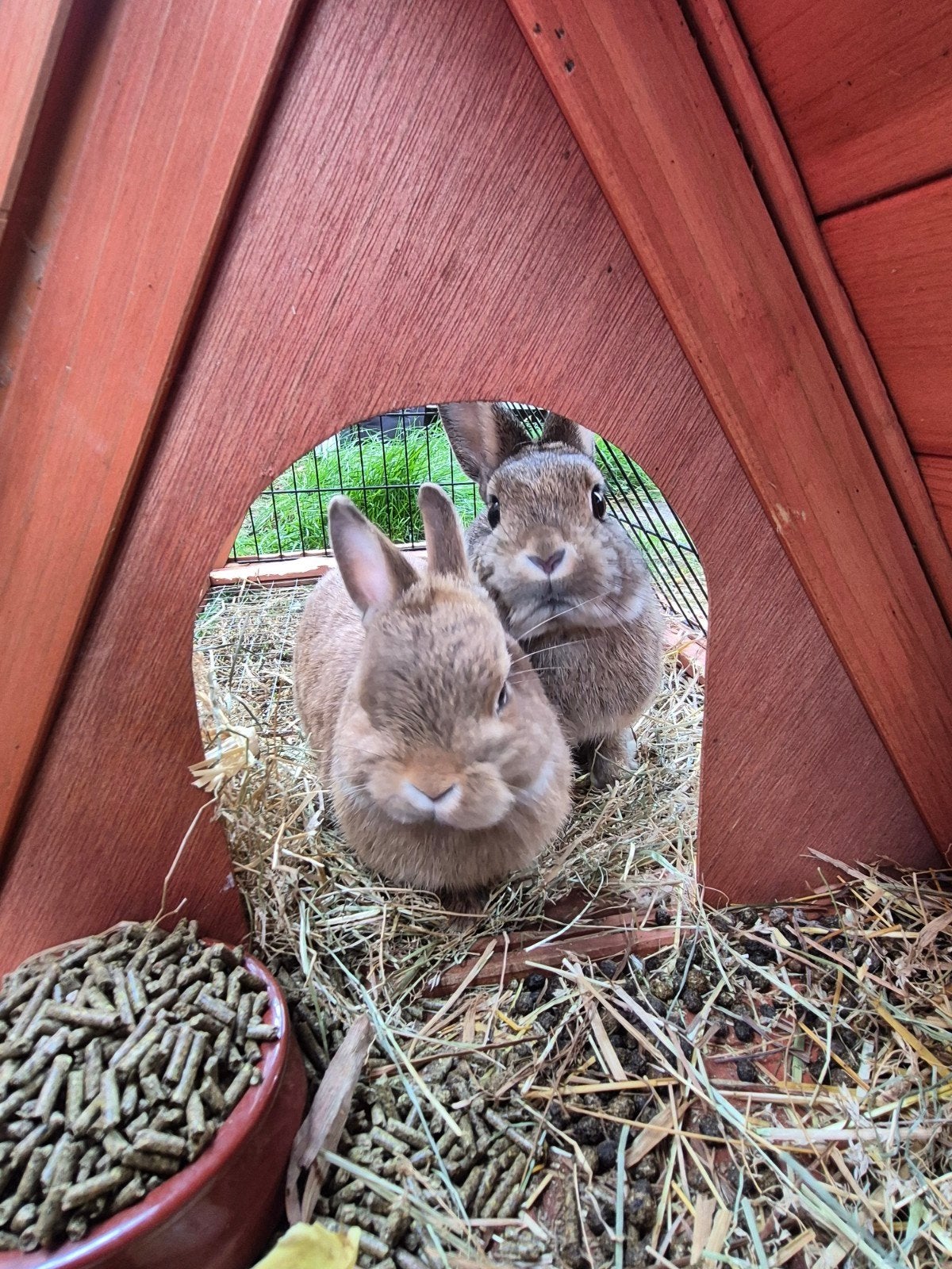 2 jonge voedsters kleurdwergjes