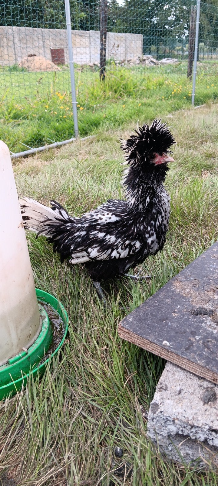 Padua haantjes krulveder en gladveder, Dieren en Toebehoren, Pluimvee