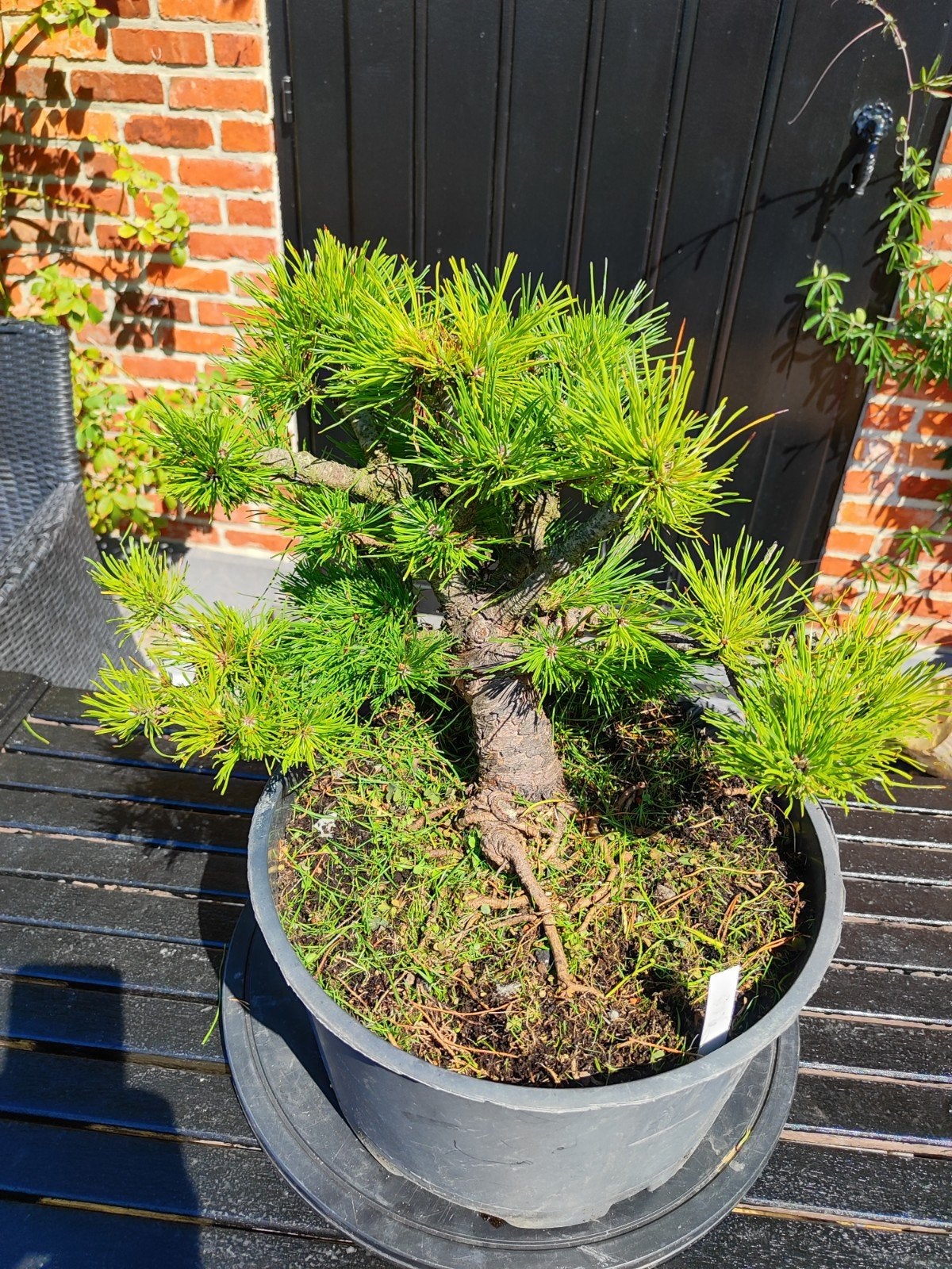 start plant bonsai Pinus met dikke stam, Ophalen, In pot