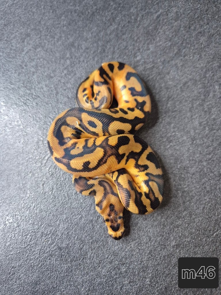 Python regius, Serpent, 0 à 2 ans