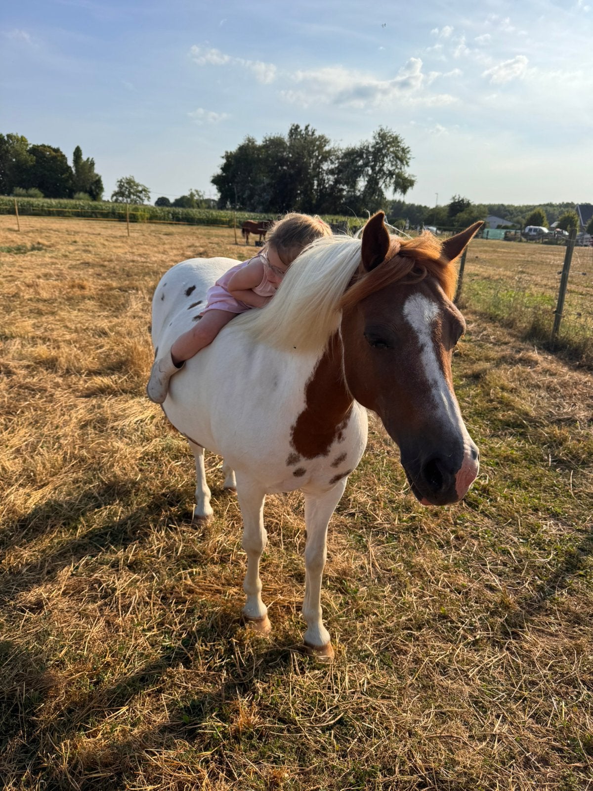 Kinder b pony merrie 15j, Dieren en Toebehoren, Merrie, B