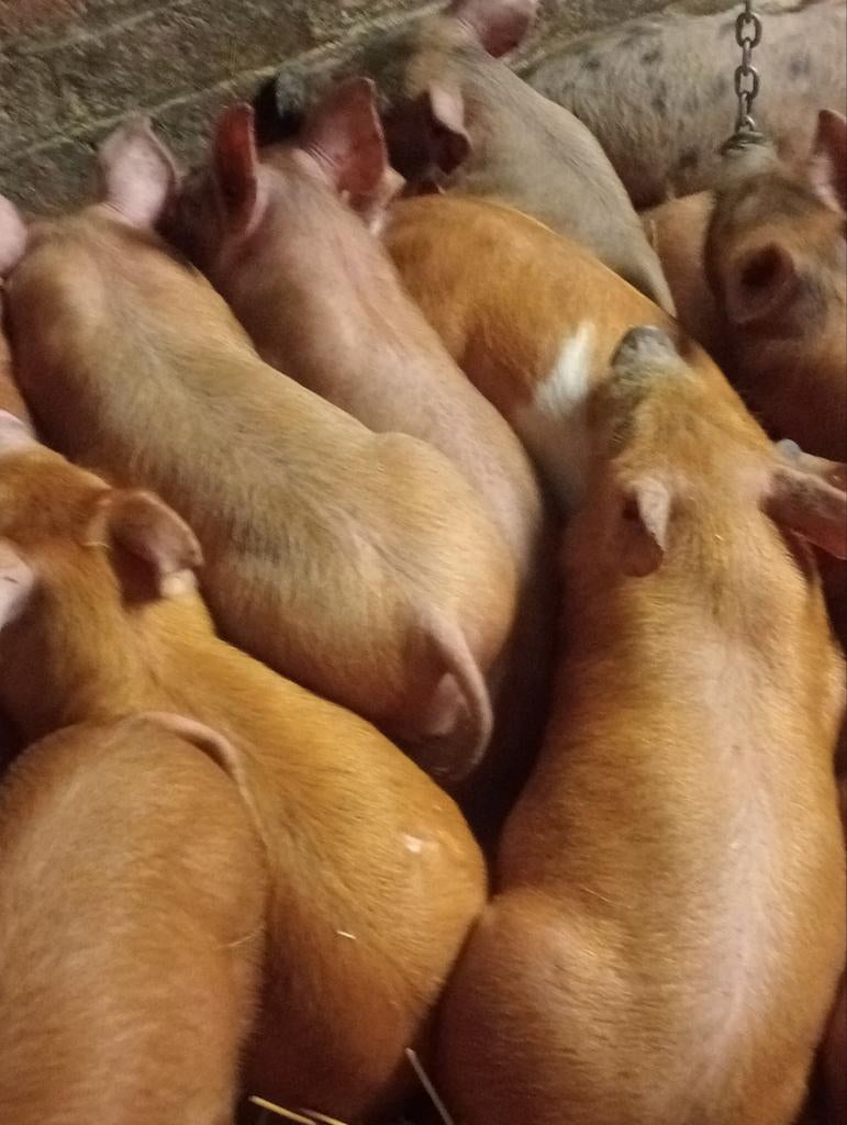 Duroc biggen, Dieren en Toebehoren