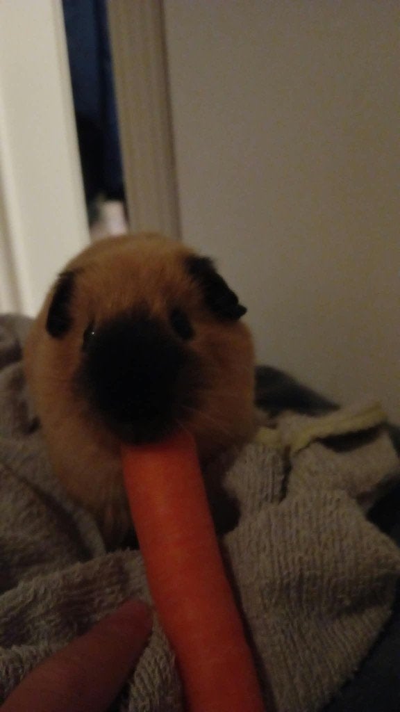 Cavia's, Dieren en Toebehoren, Augustus, Cavia, Tam