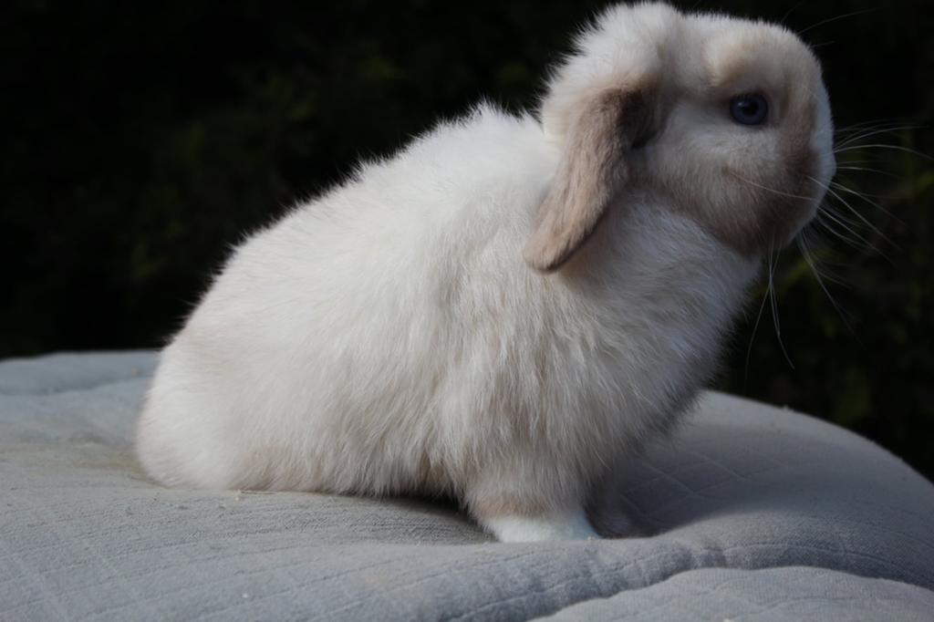 Minilop rammelaar, Animaux & Accessoires, Lapins, Petit, Mâle, 0 à 2 ans, Oreilles tombantes