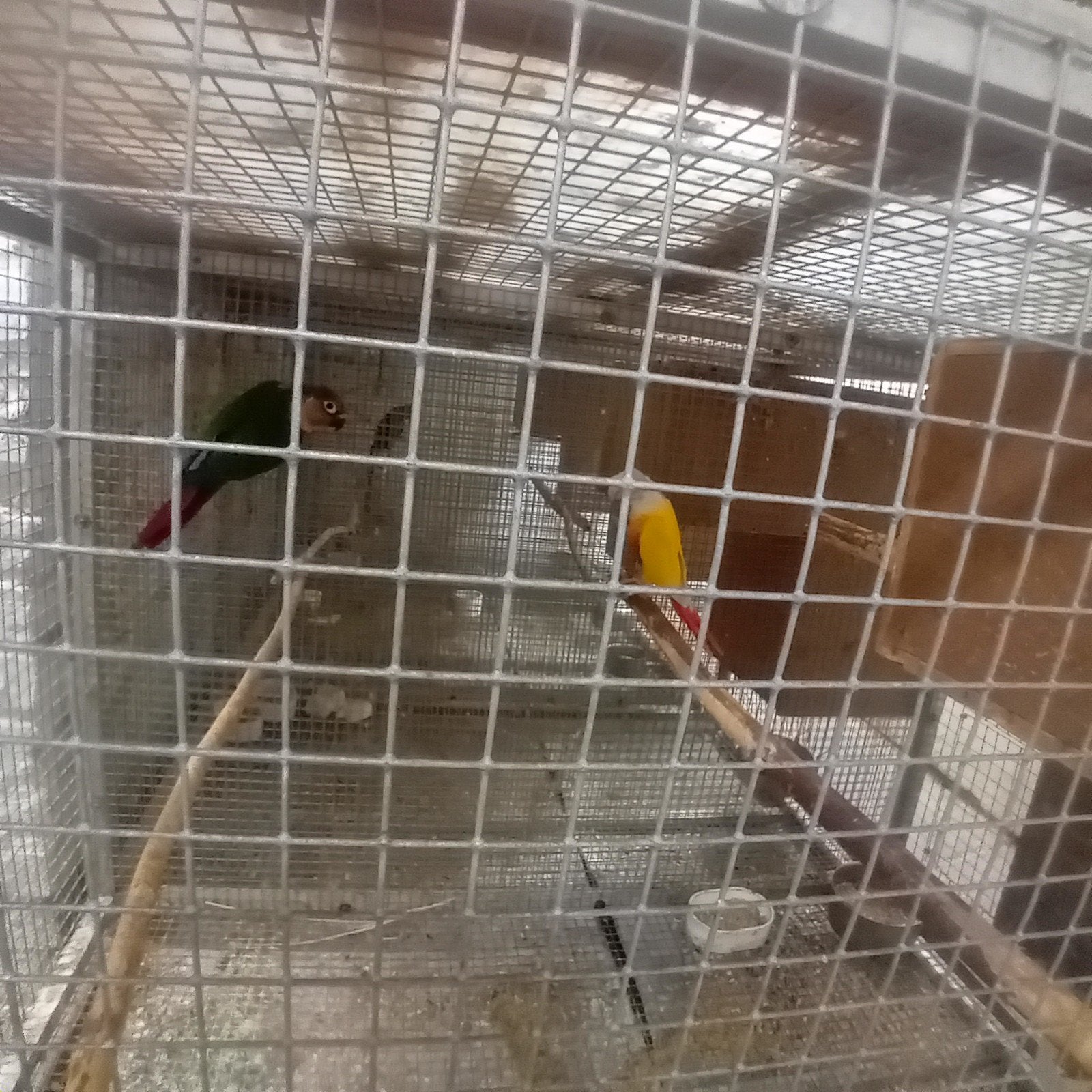 pyrrhura 2026, Dieren en Toebehoren