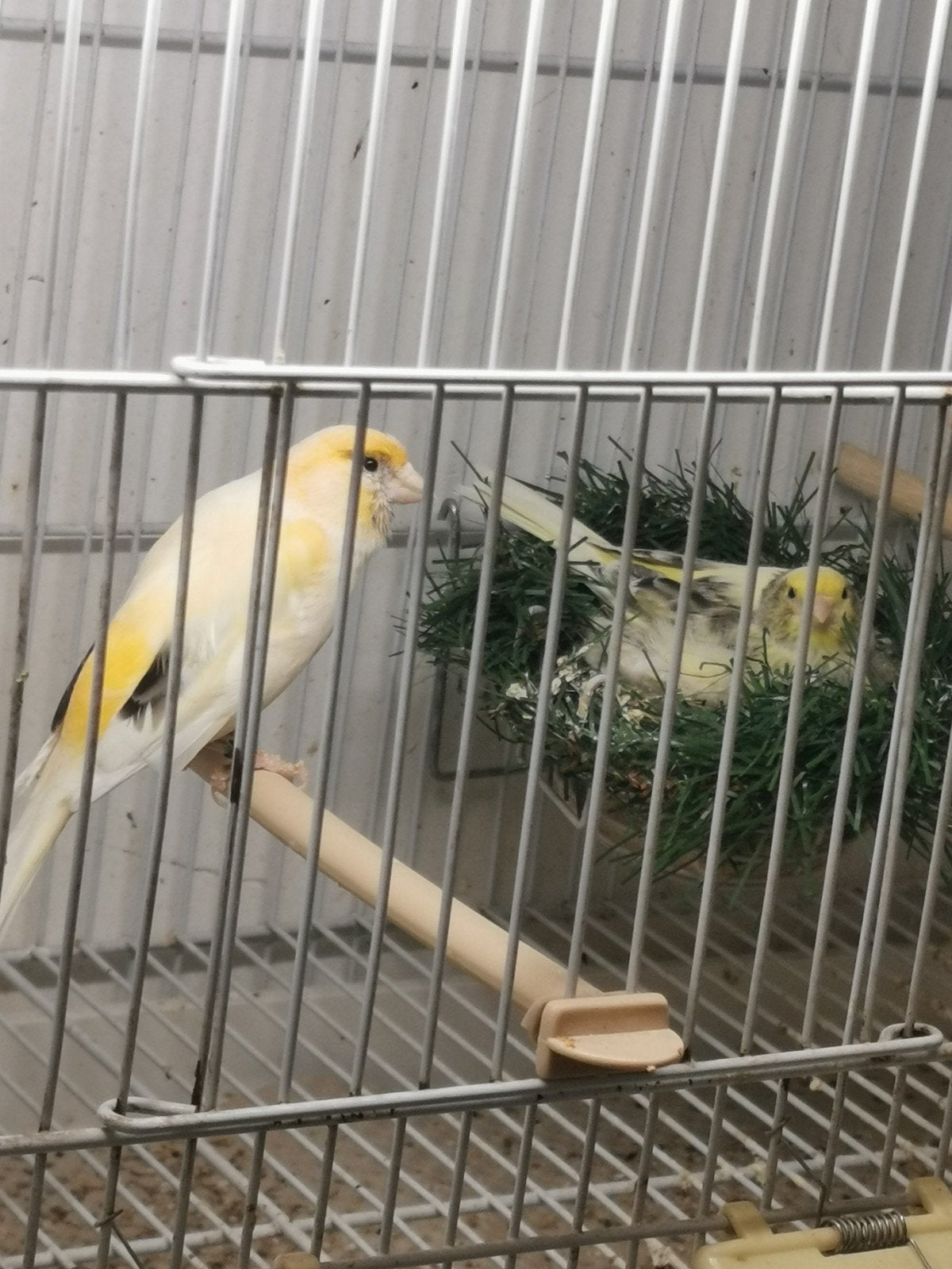 Kanarie te koop