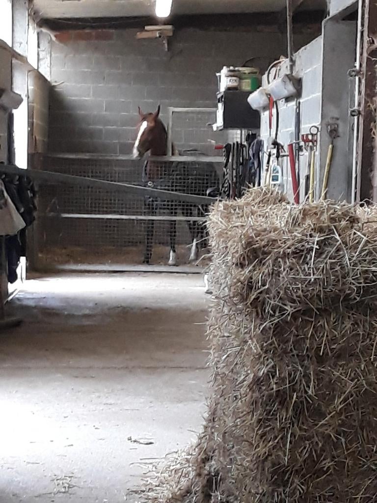 Paarden stallen  te huur
