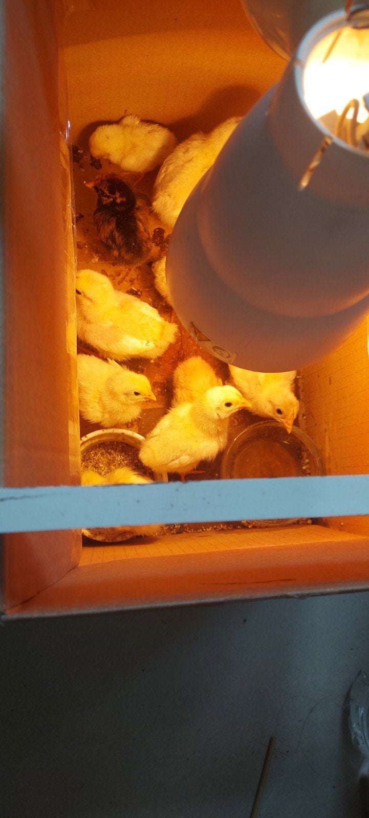 Piepkuikens Wyandotte legkip, Dieren en Toebehoren, Ophalen