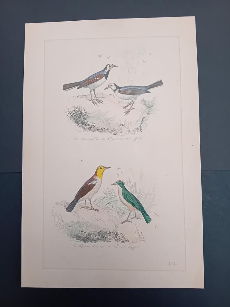 Ingekleurd ets vogels lot 130, Antiek en Kunst, Kunst | Litho's en Zeefdrukken, Ophalen of Verzenden