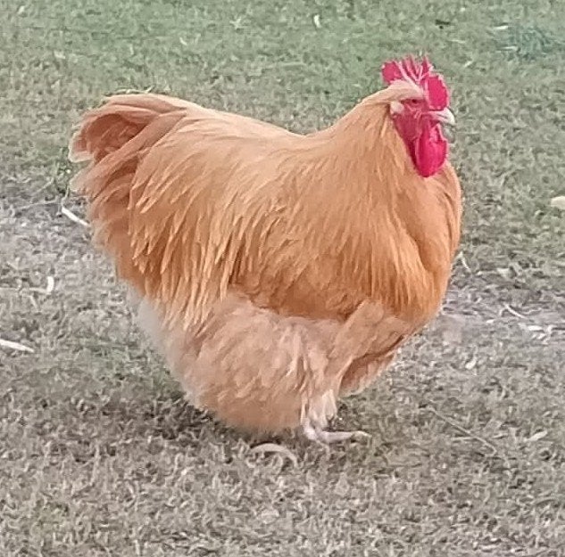 Kuikens van Orpington Buff, Dieren en Toebehoren, Pluimvee, Geslacht onbekend, Kip