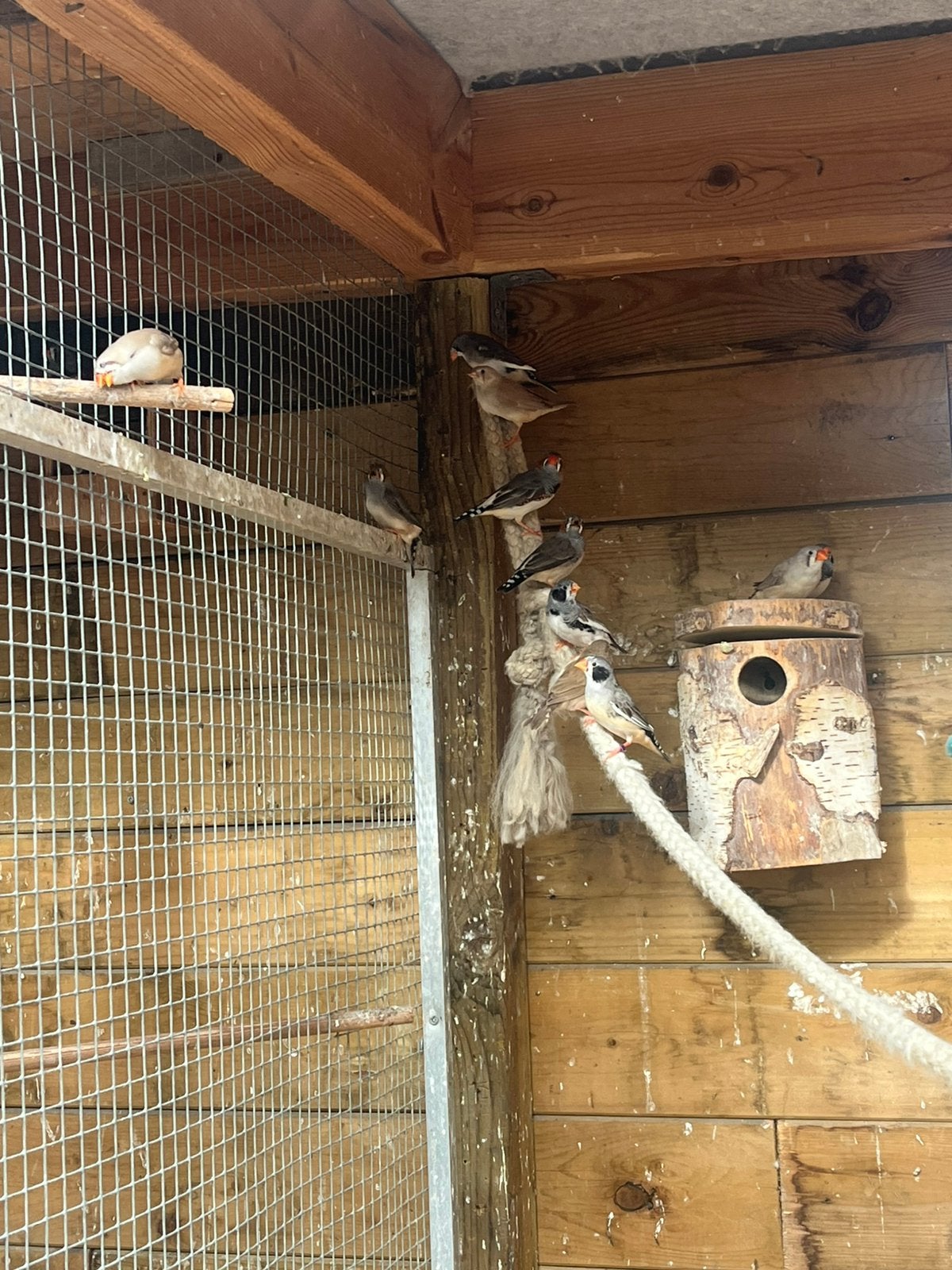 13 jogne zebravinken te koop