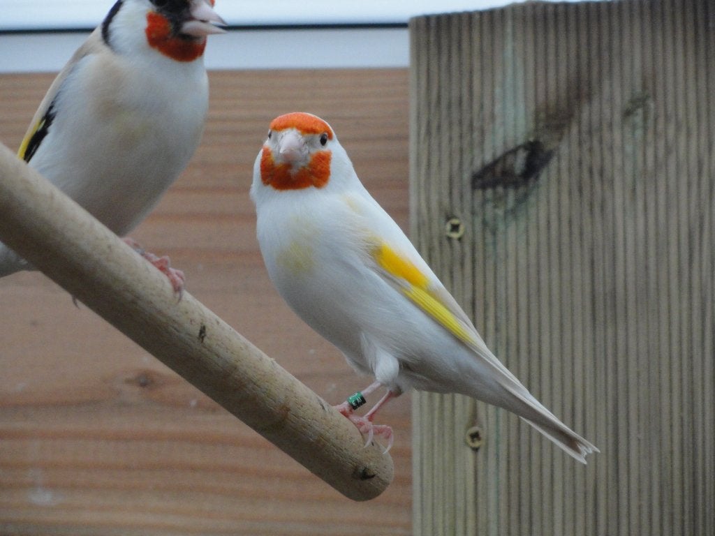 satinet putters, Wildzangvogel, Geringd