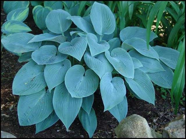 3  x   hosta  halcyon  in 2,5 liter   POT, Ophalen, Vaste plant