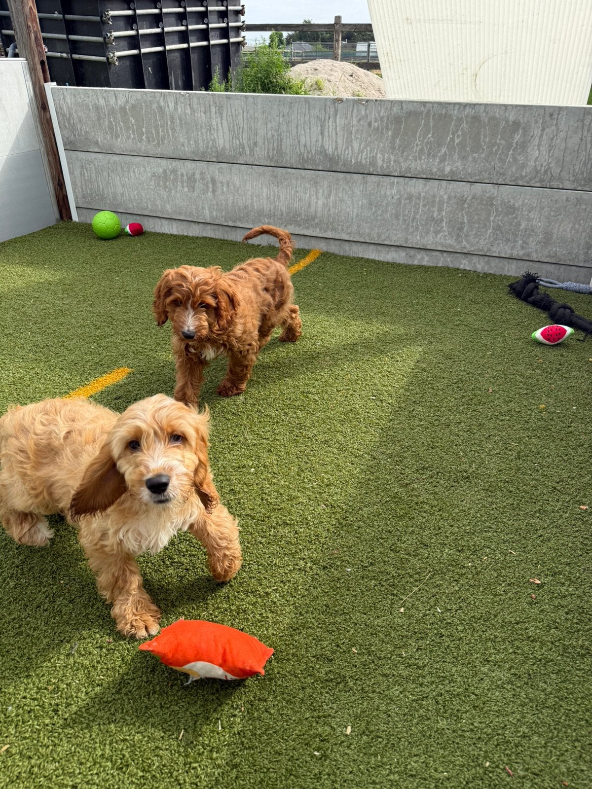 Cockapoo pups, Dieren en Toebehoren, Honden | Retrievers, Spaniëls en Waterhonden, Reu, Overige rassen, Fokker | Professioneel
