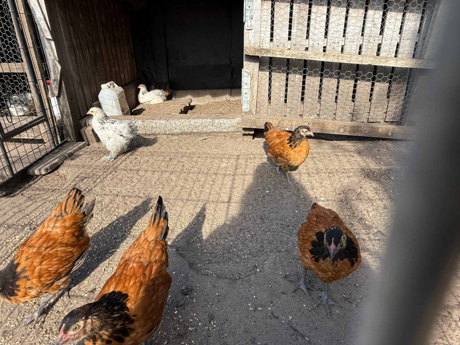 mooie vorwerkhaantjes, Dieren en Toebehoren, Pluimvee
