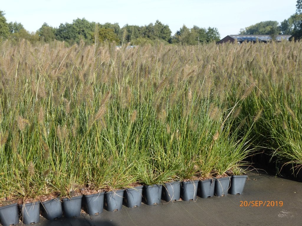 Graminée - Pennisetum de 60cm, Ophalen