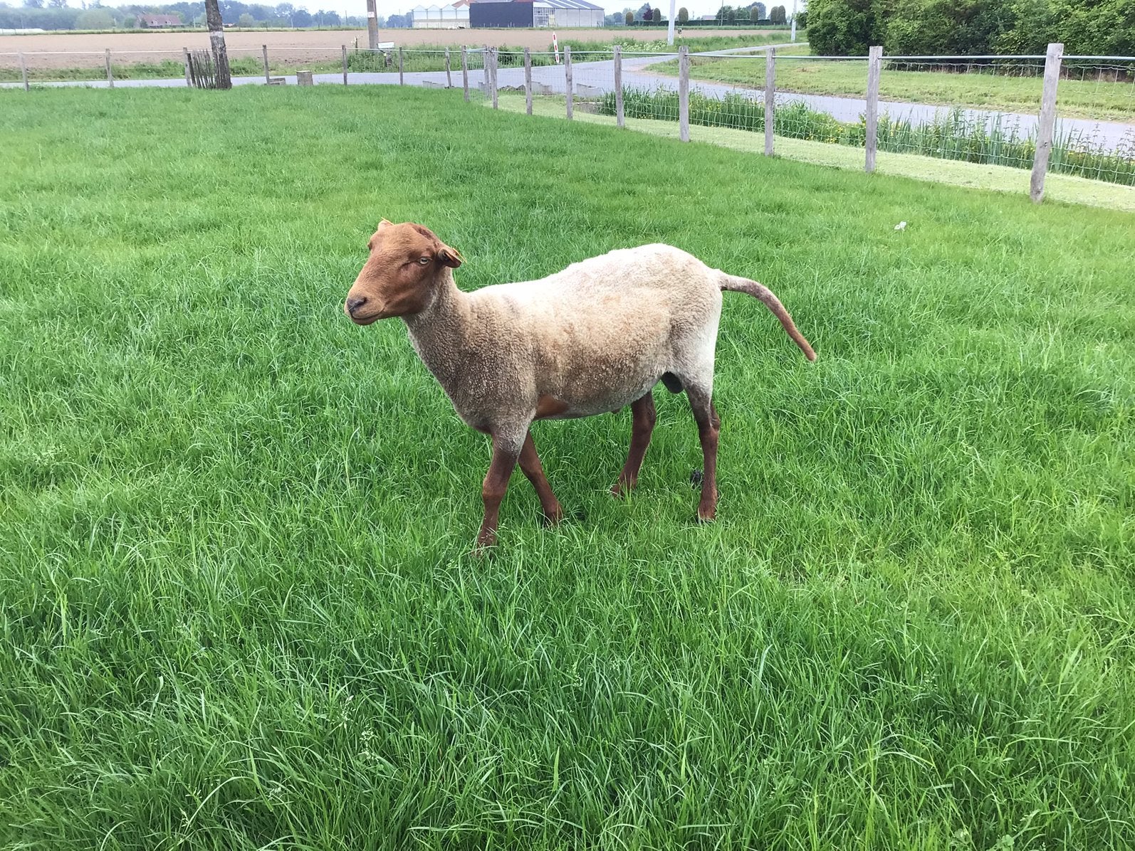 Ardense voskopram, Dieren en Toebehoren, Schaap