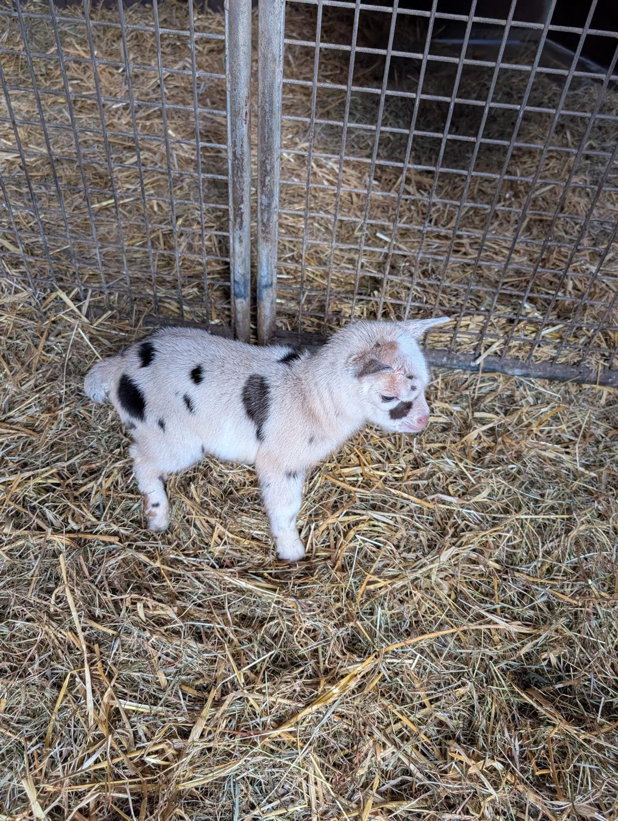 Dwerggeiten maanvlekken, Dieren en Toebehoren, Schapen, Geiten en Varkens