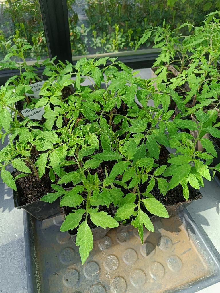 Tomaten- en paprikaplanten, Tuin en Terras, Ophalen, Volle zon, Groenteplanten, Eenjarig