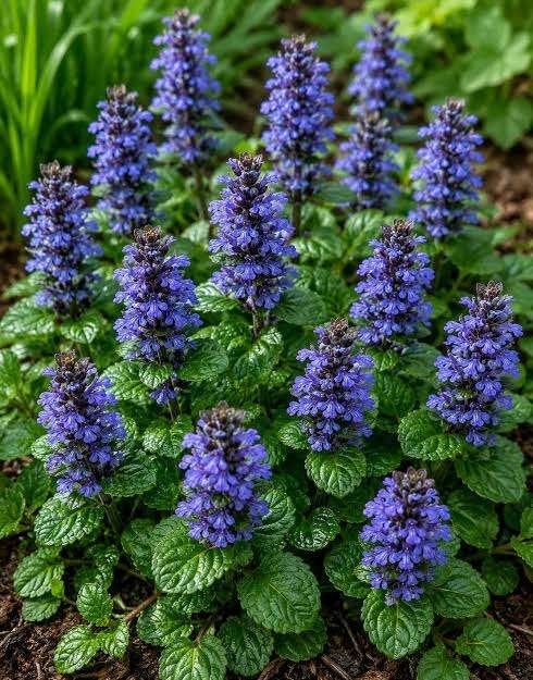 Ajuga Reptans, Enlèvement, Mi-ombre
