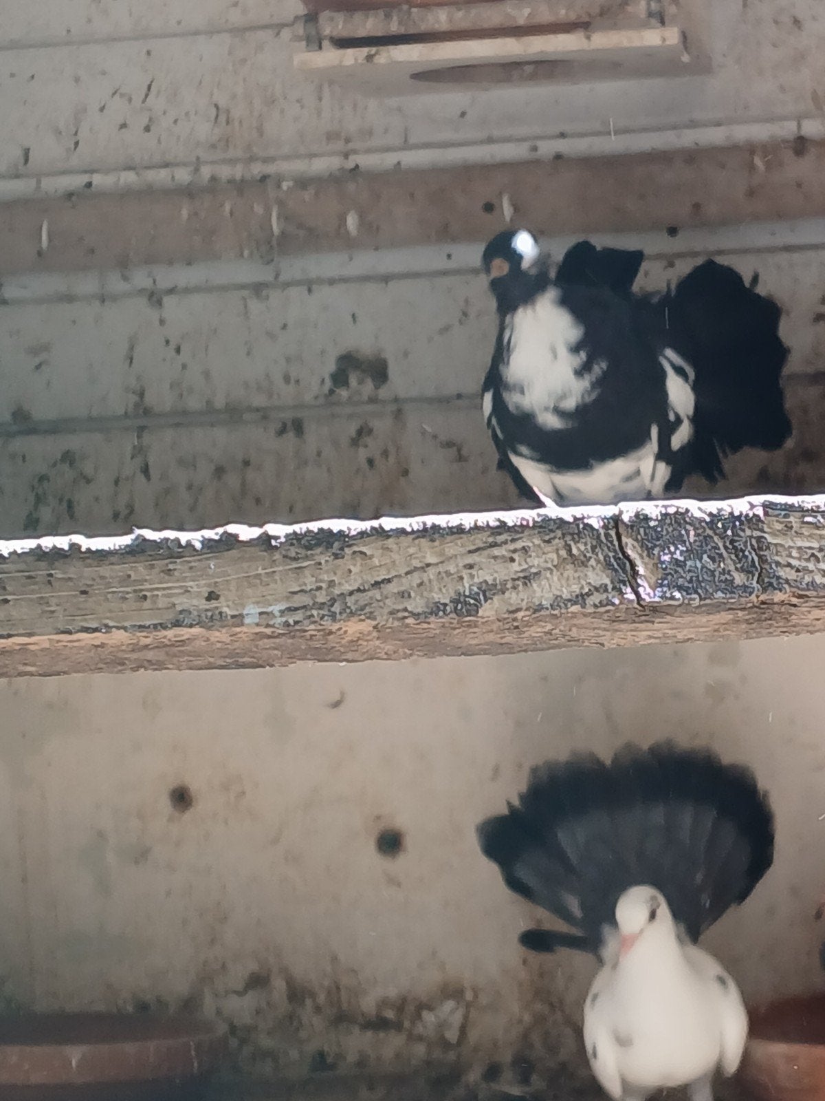10 euro  per stuk pauwstaart duiven