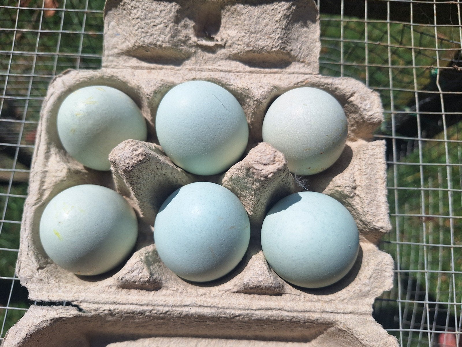 Oeufs à éclore, coloristes Blue Egger, Animaux & Accessoires, Volatiles