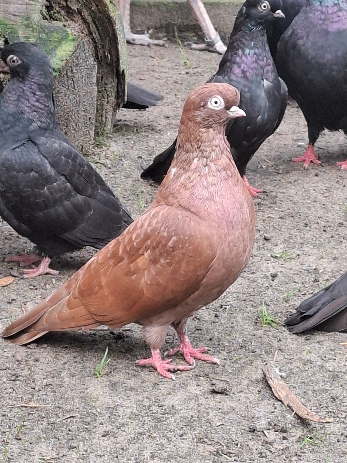 Koppel portugese tuimelaars, Dieren en Toebehoren