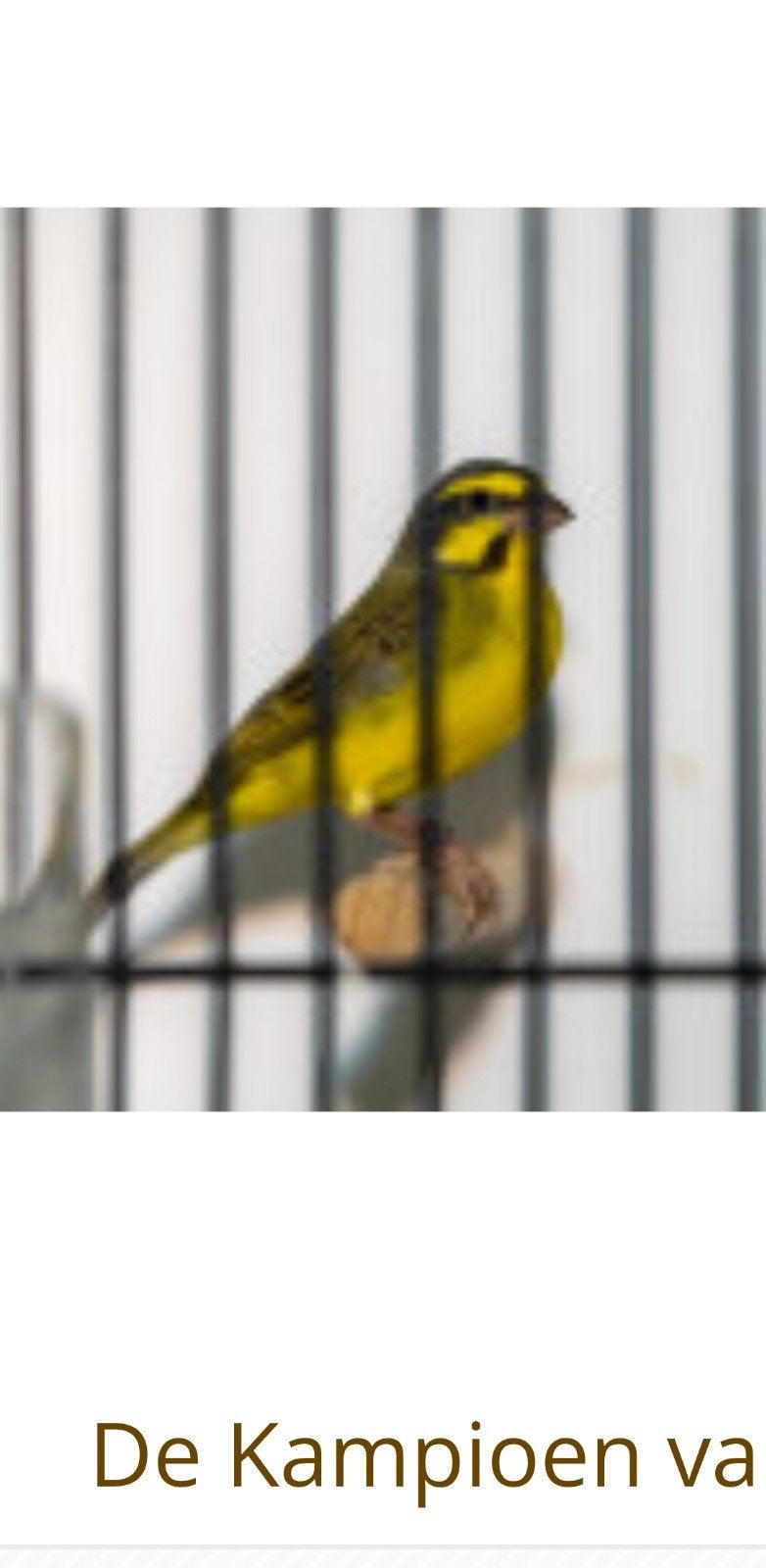 mozambiqeusijs poppen van 2026 geringd, Dieren en Toebehoren, Vogels | Overige Vogels, Geringd