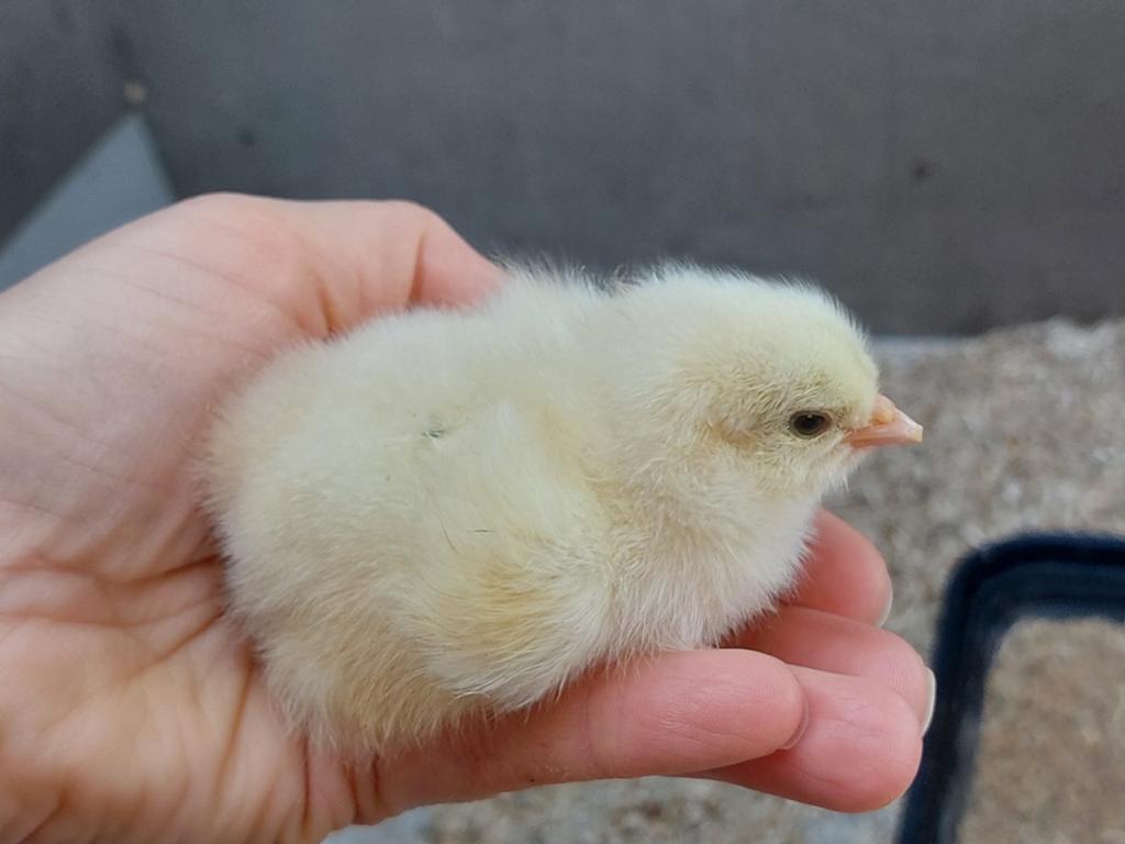 Brahma zalm kuikens 21/05 uitgekomen
