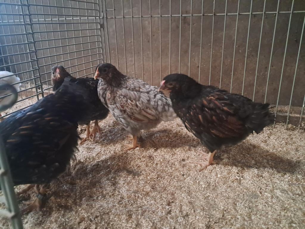 Wyandotte kriel haantjes, Dieren en Toebehoren