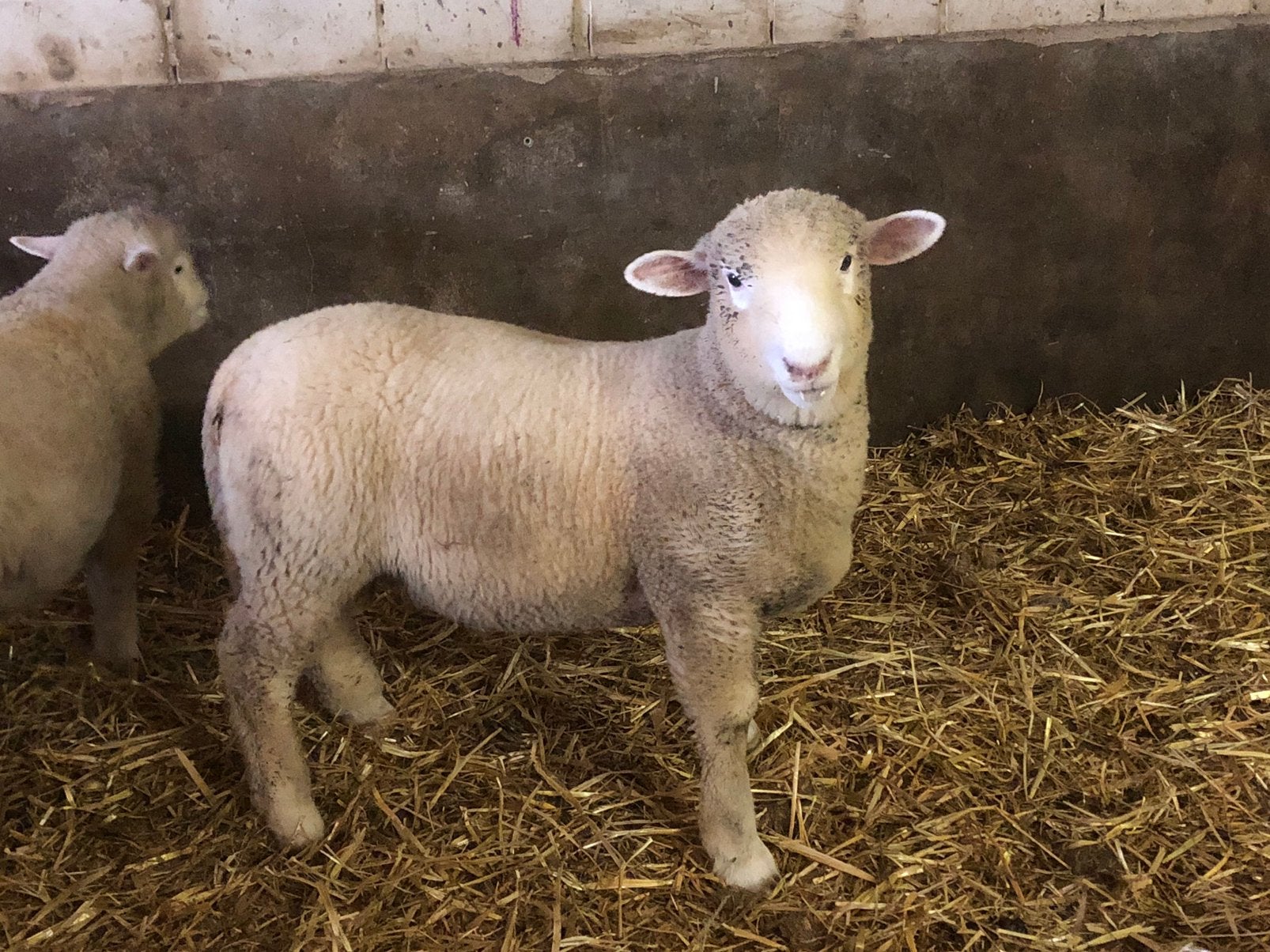 Mooie poll dorset ram
